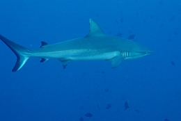 Sipadan_2015_Requin gris de recif ou Dagsit_Carcharhinus amblyrhynchos_IMG_2983_rc